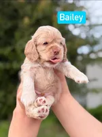 Lilo, a male Cocker Spaniel for sale in Orlando, FL – 1 of 2
