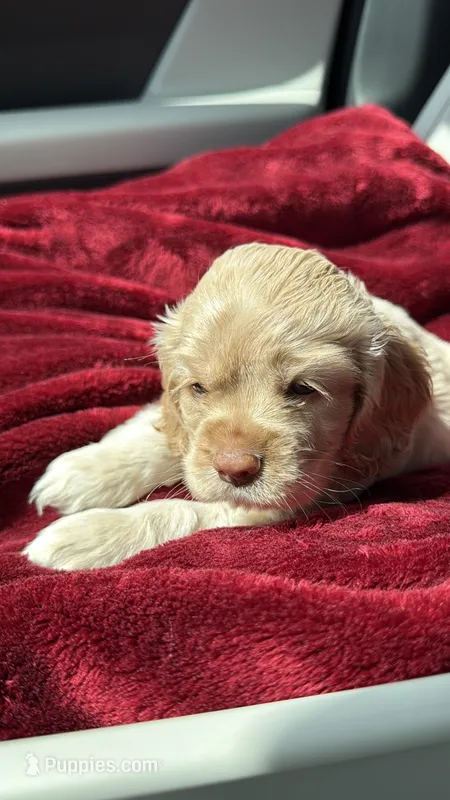Baduu – Cocker Spaniel puppy for sale in Orlando, FL