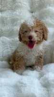 Nina, a female Poodle - Toy  for sale in Orlando, FL – 5 of 5