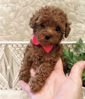 Teddy , a male Poodle - Toy  for sale in Orlando, FL – 3 of 3