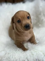 Lili, a female Dachshund for sale in Orlando, FL – 2 of 3