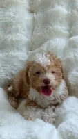 Nina, a female Poodle - Toy  for sale in Orlando, FL – 3 of 5