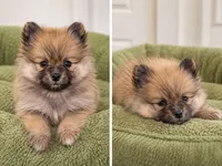 Luna, a female Pomeranian for sale in Orlando, FL – 1 of 1