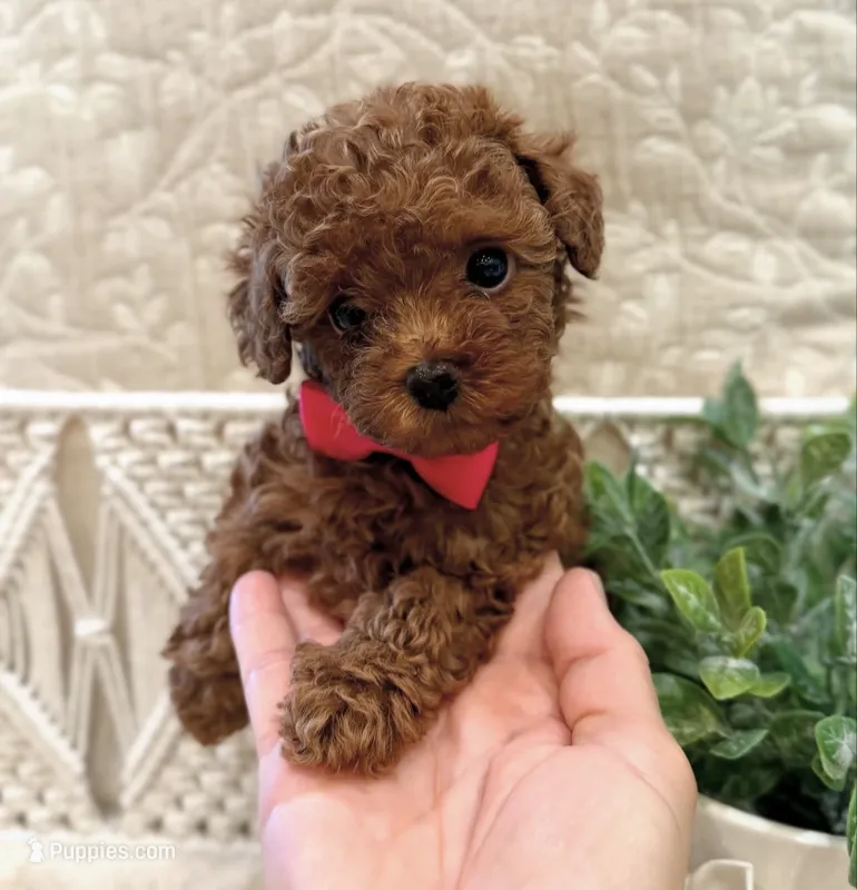 Teddy  – Poodle - Toy  puppy for sale in Orlando, FL