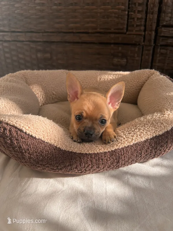 Lucas apple head🍎  – Chihuahua puppy for sale in Orlando, FL