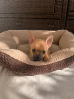 Lucas apple head🍎 , a male Chihuahua for sale in Orlando, FL – 1 of 1