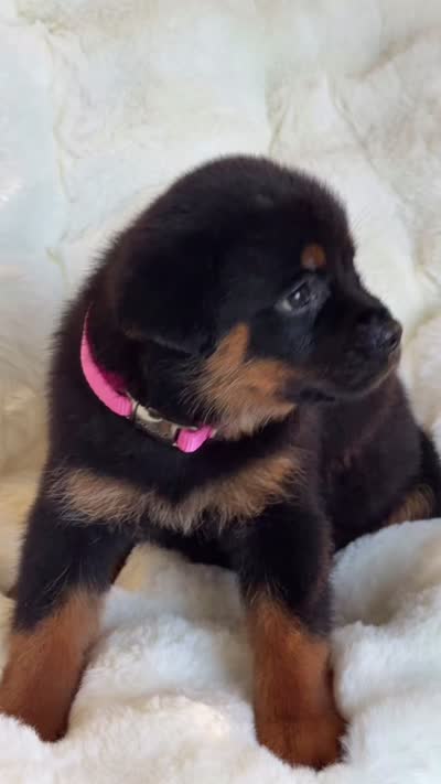 Lola, a female Rottweiler for sale in Orlando, FL – 2 of 2