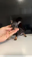 Charie Apple Head 🍎 , a female Chihuahua for sale in Orlando, FL – 2 of 3