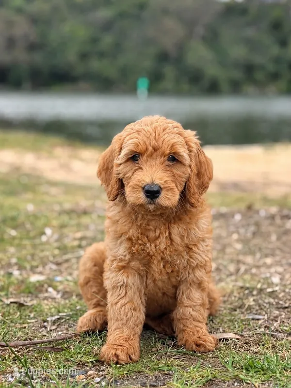 Charie  – Goldendoodle puppy on hold in Orlando, FL