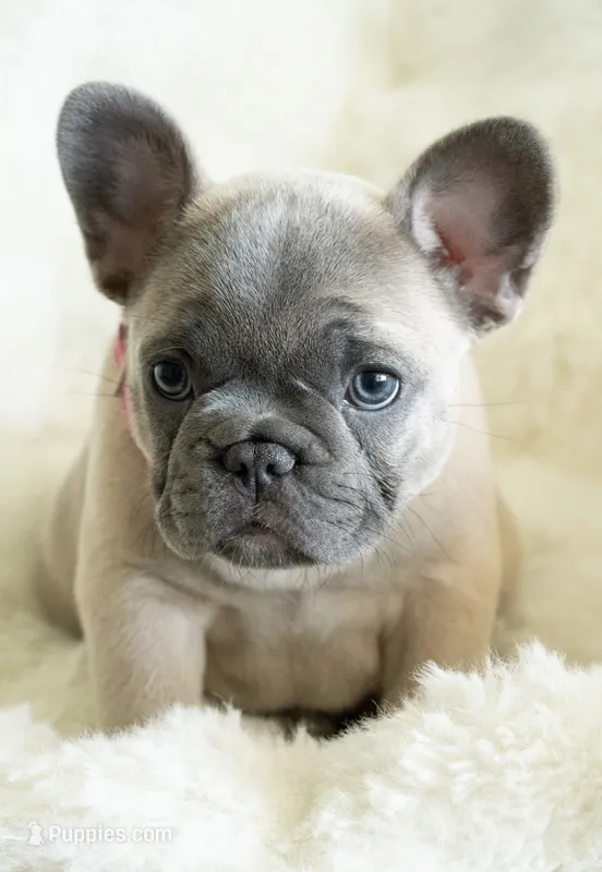 Dina🩶 – French Bulldog puppy on hold in Orlando, FL