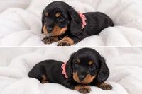 Coockie🖤🤎, a female Miniature Dachshund for sale in Orlando, FL – 2 of 2