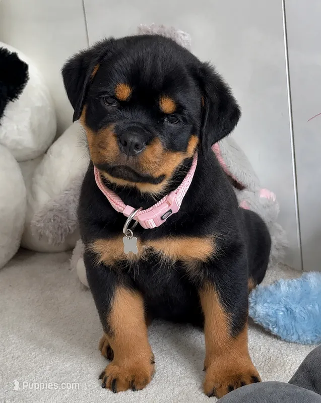 Lola – Rottweiler puppy for sale in Orlando, FL