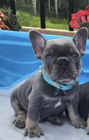 Nina, a female French Bulldog for sale in Orlando, FL – 1 of 1
