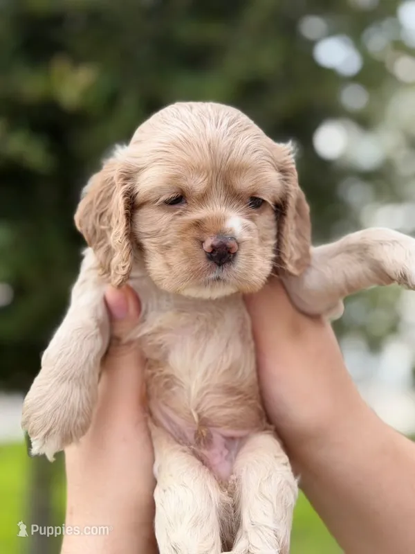 Baduu – Cocker Spaniel puppy for sale in Orlando, FL