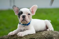 Akiles🤍, a male French Bulldog for sale in Spring Hill, FL – 4 of 6