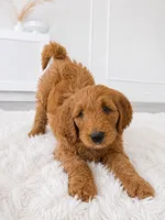 Charie , a female Goldendoodle for sale in Orlando, FL – 2 of 3