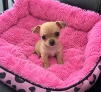 Tinny, a female Chihuahua for sale in Orlando, FL – 2 of 2