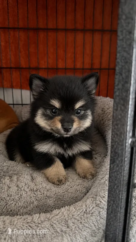 Lulú – Pomeranian puppy for sale in Orlando, FL