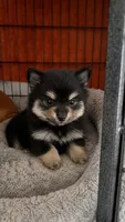 Lulú, a female Pomeranian for sale in Orlando, FL – 1 of 1