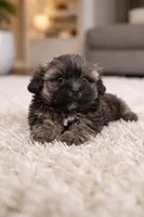 Loy, a male Shih Tzu for sale in Orlando, FL – Photo 1 of 3