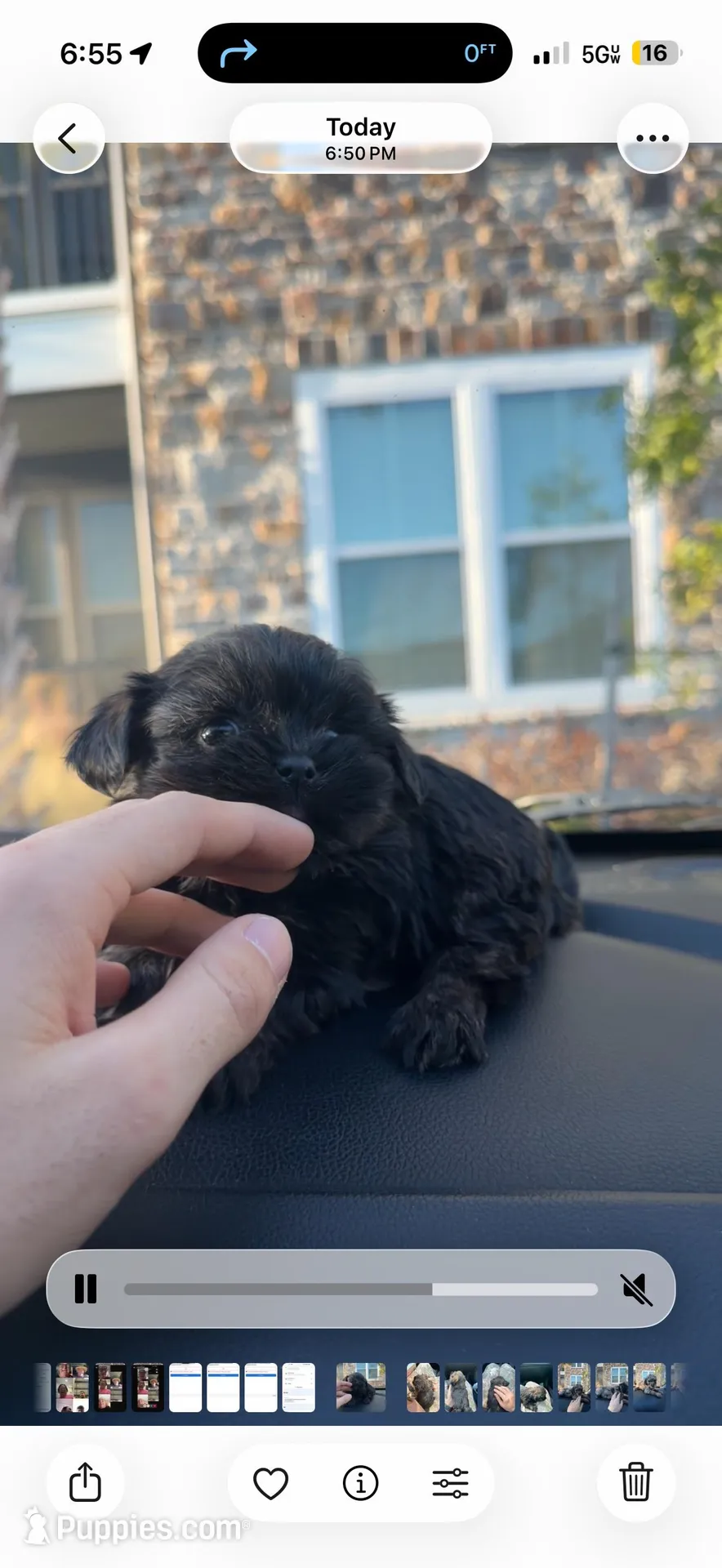 Loy, a male Shih Tzu for sale in Orlando, FL – Photo 3 of 3