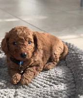 Teddy, a female Miniature Goldendoodle for sale in Orlando, FL – 1 of 2