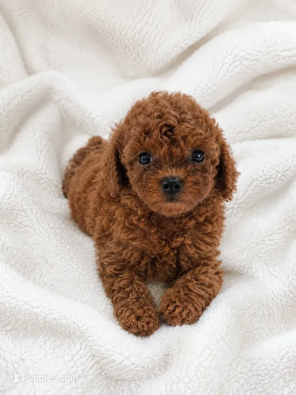 Teddy  – Poodle - Toy  puppy for sale in Beverly Hills, CA