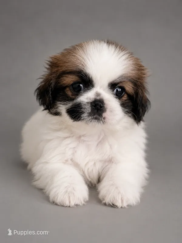 Dina – Shih Tzu puppy for sale in Orlando, FL