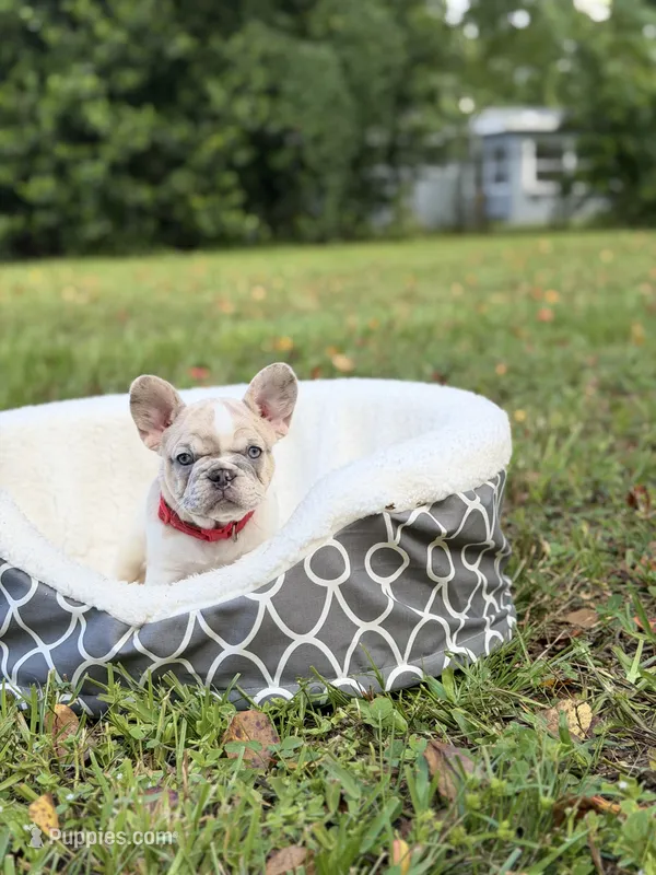Honey 🤍 – French Bulldog puppy for sale in Orlando, FL