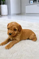 Nana, a female Miniature Goldendoodle for sale in Orlando, FL – 1 of 1