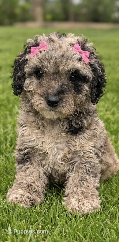 Lina – Miniature Goldendoodle puppy for sale in Orlando, FL