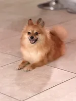 Lolita, a female Pomeranian for sale in Orlando, FL – 4 of 6