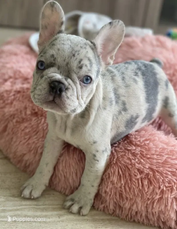 Akiles – French Bulldog puppy for sale in Orlando, FL