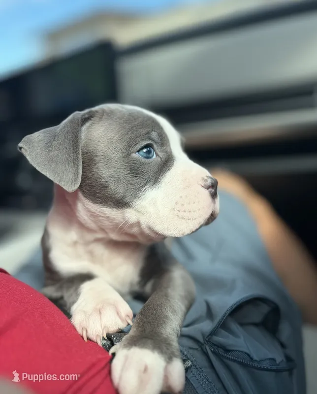🩵Luca blue fawn gator bully, a male American Bully for sale in Beverly Hills, FL – 1 of 5
