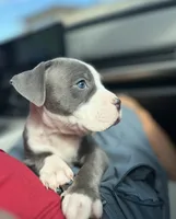 🩵Luca blue fawn gator bully, a male American Bully for sale in Beverly Hills, FL – 1 of 5