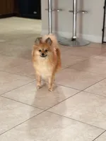 Lolita, a female Pomeranian for sale in Orlando, FL – 1 of 6