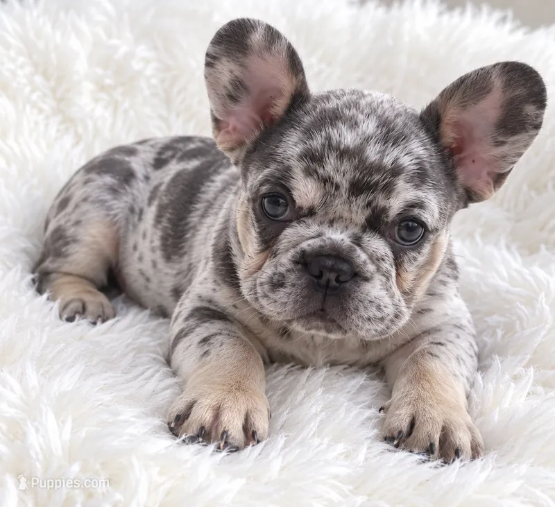 Charie – French Bulldog puppy for sale in Orlando, FL