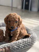 Teddy, a female Miniature Goldendoodle for sale in Orlando, FL – 2 of 2