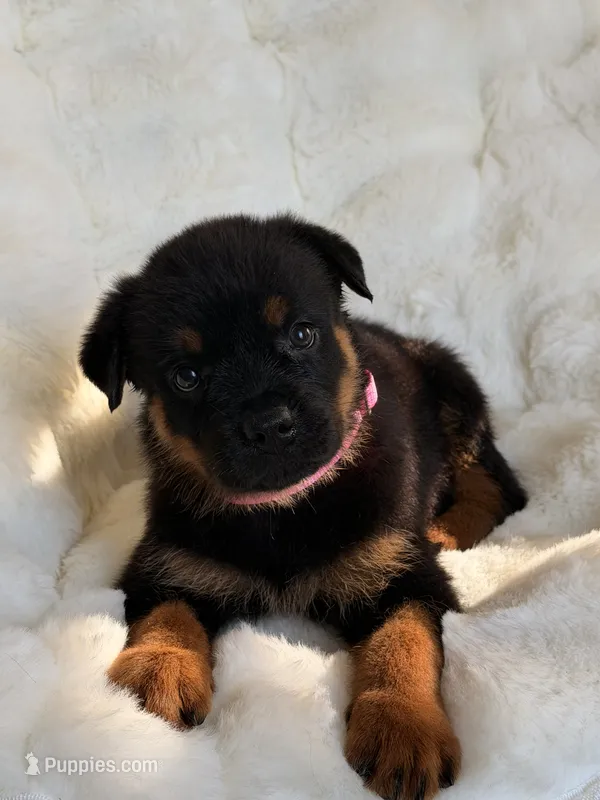 Lola – Rottweiler puppy for sale in Orlando, FL