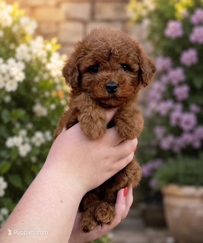 Lina – Poodle - Toy  puppy for sale in Orlando, FL