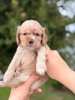 Lilo, a male Cocker Spaniel for sale in Orlando, FL – 2 of 2