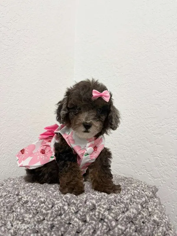 Anie – Poodle - Toy  puppy for sale in Orlando, FL