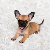 Chloe, a female Chihuahua for sale in Orlando, FL – 1 of 1