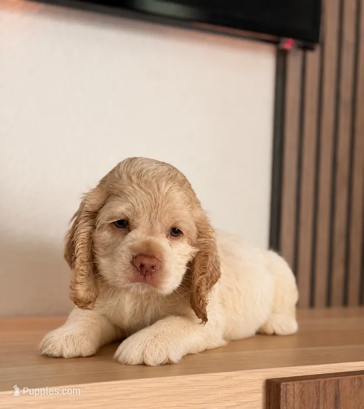 Baduu – Cocker Spaniel puppy for sale in Orlando, FL