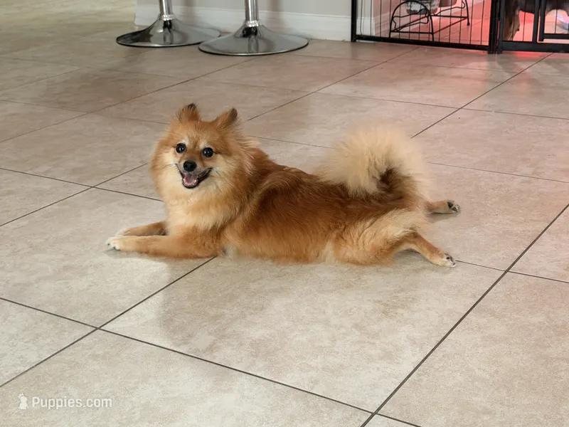 Lolita – Pomeranian puppy for sale in Orlando, FL