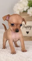 Tina, a female Chihuahua for sale in Beverly Hills, FL – 2 of 2