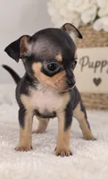 Lily, a female Chihuahua for sale in Beverly Hills, FL – 2 of 2