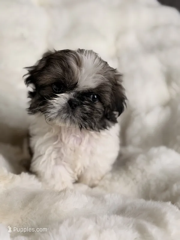León – Shih Tzu puppy for sale in Orlando, FL