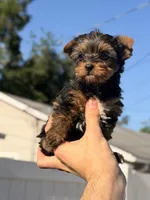 Lila, a female Yorkshire Terrier for sale in Orlando, FL – Photo 3 of 5