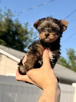 Lila, a female Yorkshire Terrier for sale in Orlando, FL – Photo 4 of 5